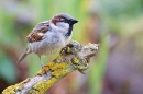 Male House Sparrow near pond. May. '20.