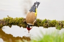 Goldfinch drinking from mossy branch over pond 2. May '20.