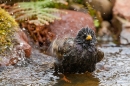 Starling bathing 5. May '20. 