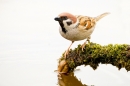 Tree Sparrow drinking from mossy branch over pond. May '20.