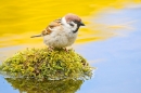 Tree Sparrow on mossy reflection rock. May '20.