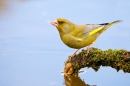 Male Greenfinch drinking from mossy branch over pond 2. May '20.