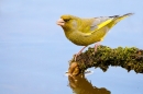 Male Greenfinch drinking from mossy branch over pond 1. May '20.