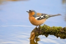 Male Chaffinch drinking from mossy branch over pond. May '20.