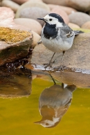 Pied Wagtail and reflection in pond. May '20.