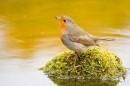 Robin on mossy reflection stone 2. May '20.