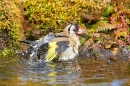 Goldfinch bathing. May '20.