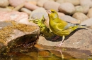 Male Greenfinch drinking at pond. May '20.