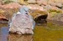 Wood Pigeon in pond 2. May '20.