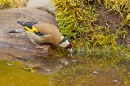 Goldfinch drinking and reflection in pond 2. May '20.
