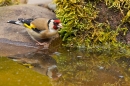 Goldfinch drinking and reflection in pond. May '20.