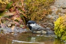 Coal tit bathing 2. May '20. 