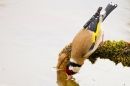 Goldfinch drinking from mossy branch over pond. May '20.
