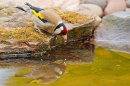 Goldfinch drinking and reflection in pond 3. May '20.