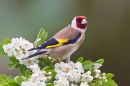 Goldfinch on hawthorn 6. May '20.
