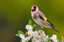 Goldfinch on hawthorn 5. May '20.