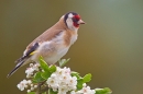 Goldfinch on hawthorn 4. May '20.