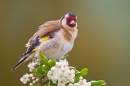 Goldfinch on hawthorn 3. May '20.