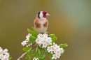 Goldfinch on hawthorn 2. May '20.