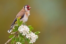 Goldfinch on hawthorn. May '20.