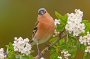 Male Chaffinch on hawthorn. May '20.
