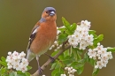 Male Chaffinch on hawthorn 2. May '20.