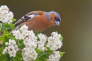 Male Chaffinch on hawthorn 3. May '20.