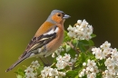 Male Chaffinch on hawthorn 4. May '20. 