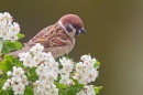 Tree Sparrow with fly on hawthorn. May '20.