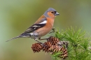 Male Chaffinch on larch. May '20.