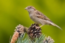 Female House Sparrow on pine. May '20.