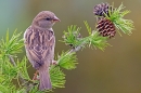 Female House Sparrow on larch. May '20.