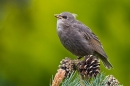 Young Starling on pine. May '20.