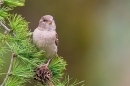 Female House Sparrow on larch 2. May '20.