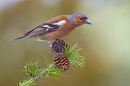 Male Chaffinch on larch 3. May '20.