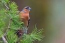 Male Chaffinch on larch 2. May '20.