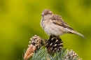 Female House Sparrow on pine 2. May '20.