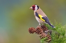 Goldfinch on larch 2. May '20.