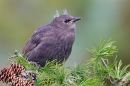 Young Starling on larch. May '20.