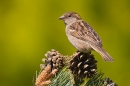 Female House Sparrow on pine 3. May '20.