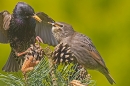 Adult Starling feeds youngster. May '20.