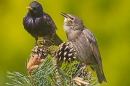 Young and adult Starling on pine. May '20.