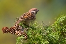 Tree Sparrow on larch. May '20.