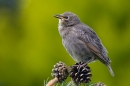 Young Starling on pine 3. May '20.