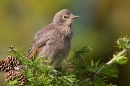 Young Starling on larch 3. May '20.