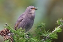 Young Starling on larch 2. May '20.