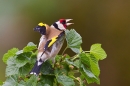 Goldfinch aggression. May '20.