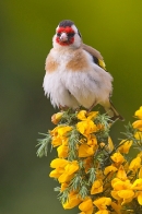 Goldfinch on gorse 3. June '20.