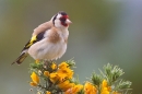 Goldfinch on gorse 2. June '20.
