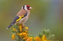 Goldfinch on gorse. June '20.